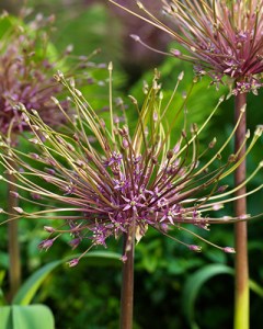 Allium Schubertii.jpg